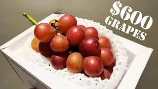 Trying World’s Most Expensive Grapes