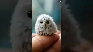 The Adorable Baby Owl - Story! 🦉💕  