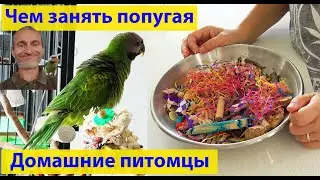 Как приручать попугая? Что для него вредно? (видео 383)