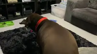 Hercules and Dobby playing with toy
