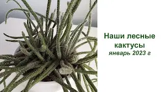 Наши лесные кактусы