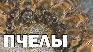 Как пчелы едят мёд Макросъемка how bees eat honey macro photography