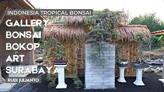Intip isi galeri bonsai tropis indonesia di Bokop Art Surabaya milik pak Rudi Julianto