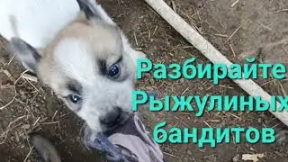 Не для того мы их спасали...