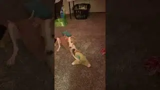 Dobby Playing with a toy