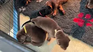 25 days old doberman puppies