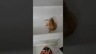 Orange idiot bathes