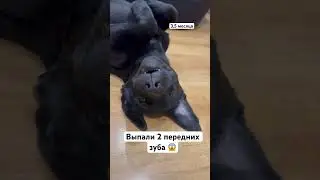 Становится беззубой 🥹 