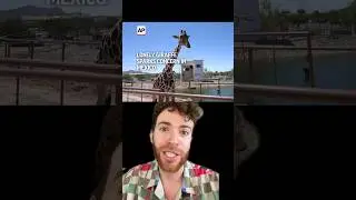 Lonliest Giraffe in the World 😭🦒🌳 SAVE BENITO! Please Sign Petition in B10 ✍️🦒💞