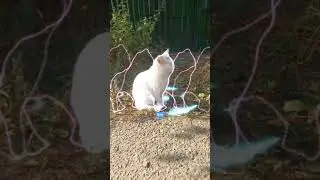 💝Вспомнила детский стишок на английском😽😽😽
