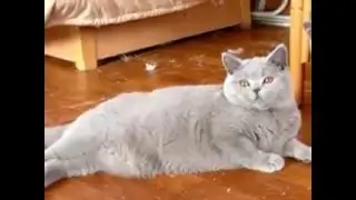 Британская короткошерстная кошка голубого окраса.