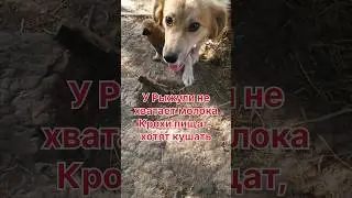 Друзья, нужна помощь в отправке Пухли и Джуси🙏