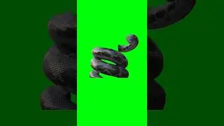 Anaconda snake green screen video 