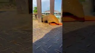 If you give a giant African caterpillar a few carrots and then throw a pepper in between, it pro