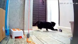 Кот Санек, играет и радуется жизни.