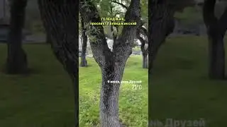 9 июня, Геленджик, проспект Геленджикский 