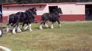 Entrenamiento Unicornio - Caballos Gigantes