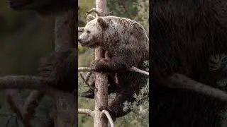 🐻Гайд по медведям 🐻