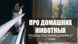 Про домашних животных. Гродень под наблюдением. Стрим #7