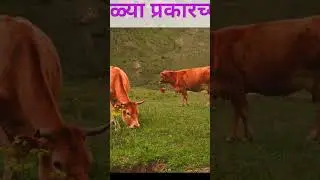 भारतातील शीर्ष 10 पाळीव प्राणी / Top 10 Pet Animals In India 
