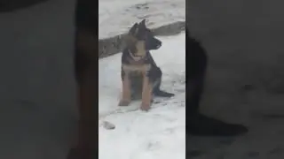 Моя собачка