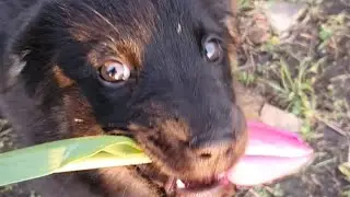 Мама, тебе цветочек.🌷 Бездомные милашки ищут дом.