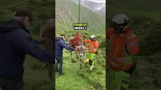 This Cow named Brutus tried to Escape his Farm but was Caught 😢