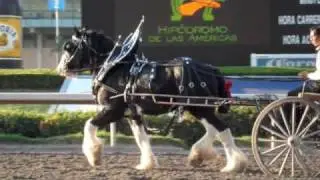 Cedar Creek Shires - Caballos Gigantes