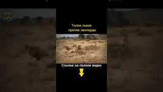 Толпа львов и леопард. Кто же победит?