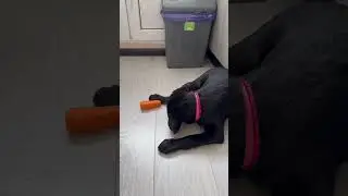 Церемония перед поеданием морковки 😂