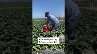 KIMGA KERAK SHUNAQA SHIRIN QULUPNAY🍓🥰
