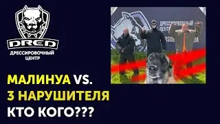 Тест Малинуа VS. три нарушителя | Бельгийская овчарка охраняет | Команда фас | ЗКС | Школа DRED