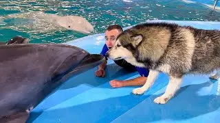 ВАУ! МЫ Знакомимся с Дельфинами в НЕМО!