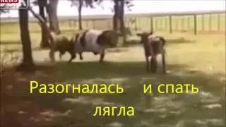 Бой Барана и Коровы кто победит смотрите.