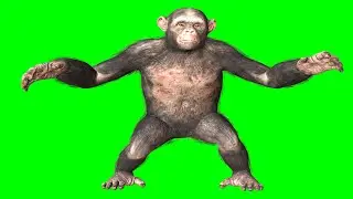Green Screen Ape ( Monkey )  ( Chimpanzee ) full animations green screen