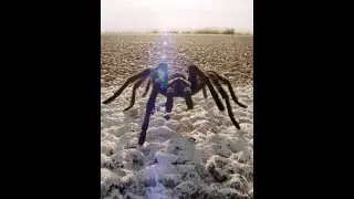 Tarantula Mating Can Be Risky Business | Deep Look 