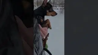 Когда очень любишь гулять но холодно до трясучки!