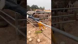 Farmers Risk Lives collecting Ostrich Eggs 😱