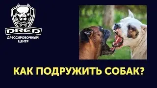 Как подружить собак?