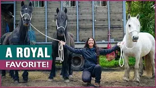 Riding the Fell Pony in England