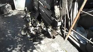 Мои индо утята. Один пропал бесследно .