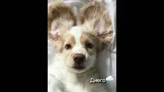 #имя#собаки#мальчик#КрасивоеИмяДляСобаки