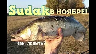 Судак в ноябре как правильно ловить?