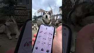 ВАУ🤯😱 ПЕРЕВОДЧИК ДЛЯ СОБАКИ