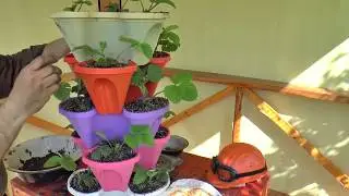КЛУБНИКА. Вертикальная грядка для клубники. Клубника в вазонах. 
