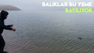 SİSLİ HAVADA BALIK AVI | BALIKLAR BU YEME BAYILIYOR (SAZAN AVI 2022)