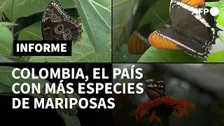 Colombia, el país con más especies de mariposas en el mundo | AFP