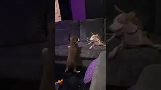 Scamp and Dobby playing Part 3