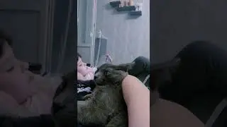 🧘🏻‍♂️ 🧘🏻‍♂️ 🧘🏻‍♂️ #котики #смешныекоты #смешноевидео #приколы