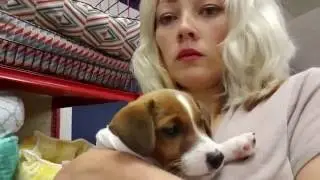 США/ ПЕРВЫЕ ПРИВИВКИ И ПРИЕМ ВЕТЕРИНАРА, ЩЕНОК ДЖЕК РАССЕЛ ТЕРЬЕР 2,5месяца.